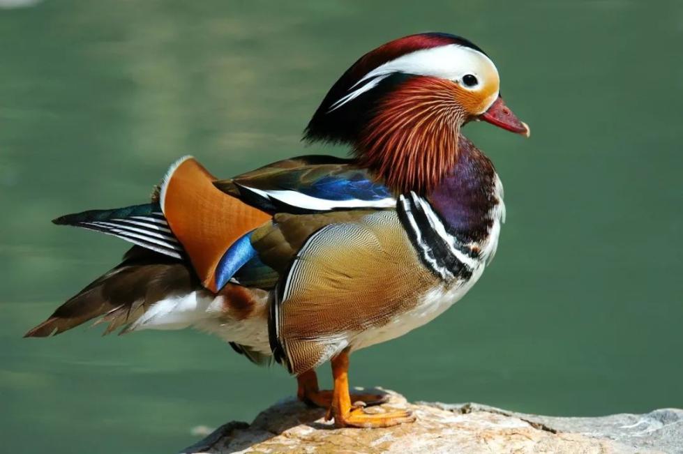 �������ӱ��Լ�����ʳ��ɱ��������100��ֻ���涯�ｫ��������