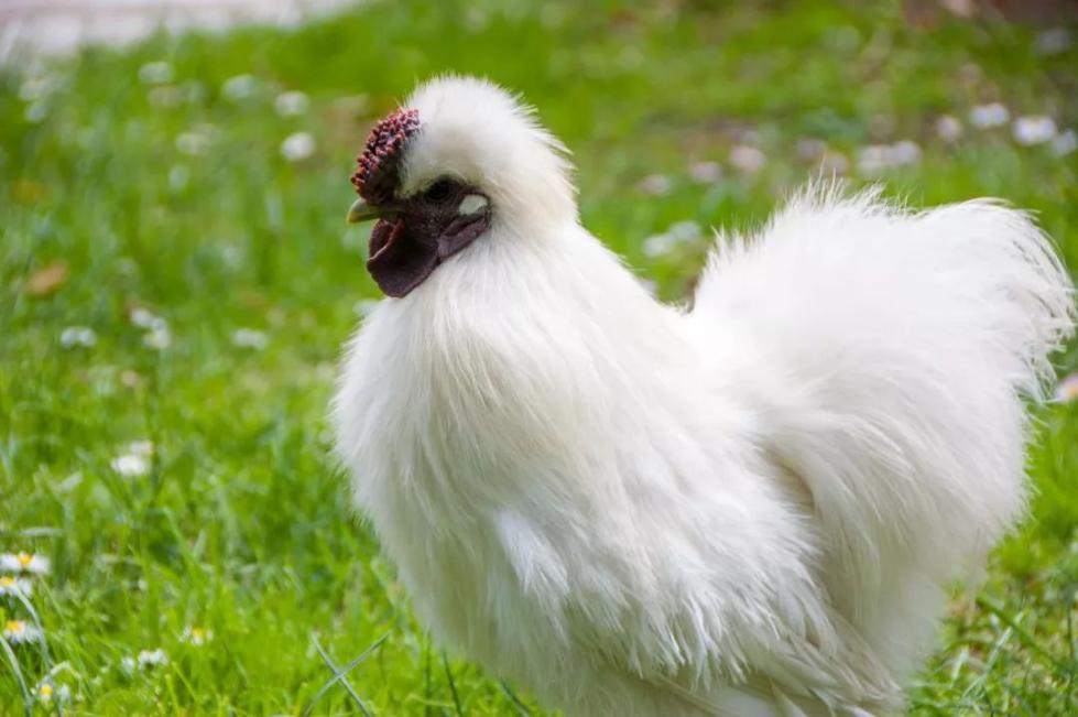 �������ӱ��Լ�����ʳ��ɱ��������100��ֻ���涯�ｫ��������