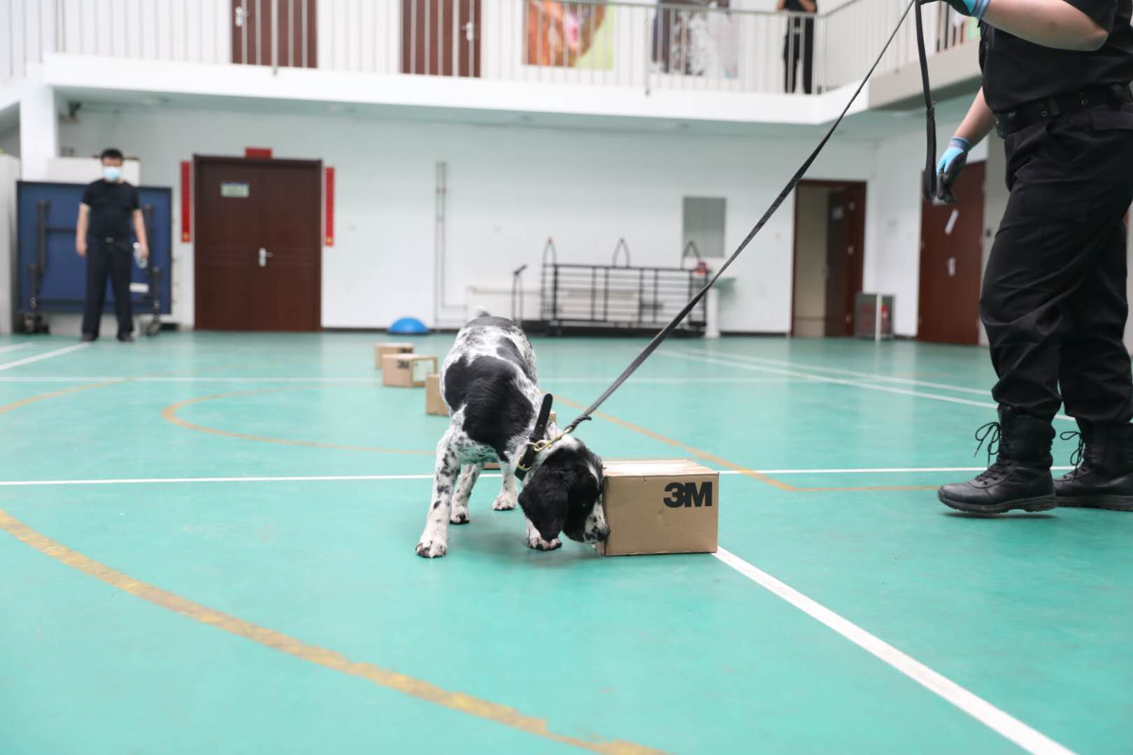 警犬发现藏有枪支碎片的包裹。新京报记者 王飞 摄