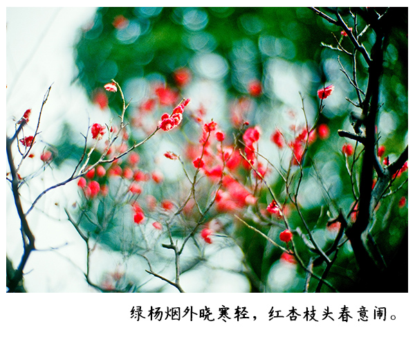 二月别称知多少