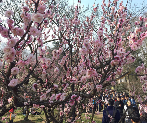 今年梅花节2月16日开幕,各种展览、活动真是多