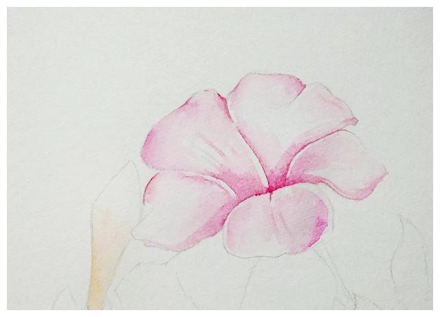 水彩画教程:一束非常简单的紫茉莉,初学者也可以画
