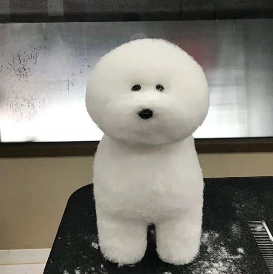 主人带爱犬去剪毛,出来的时候却差点笑喷:好大一坨肥皂泡!
