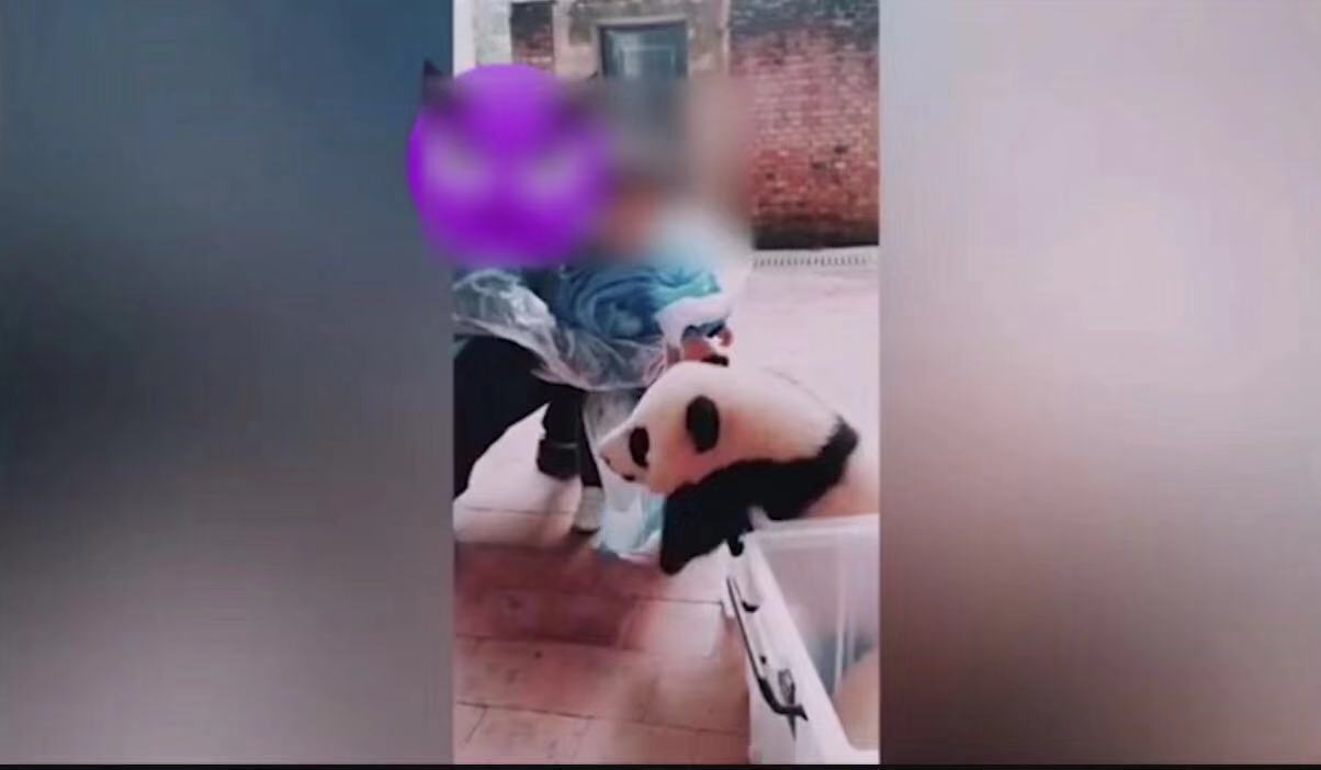 男子和女童在碰触熊猫幼崽。受访者供图