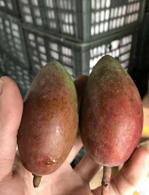 贵妃芒、大青芒、澳芒陆续上市,哪一个才是你