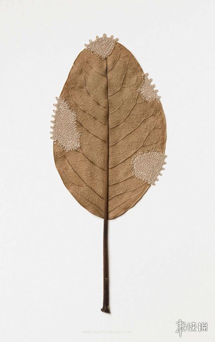 ¹Susanna BauerҶƾƷ Ѳμչ