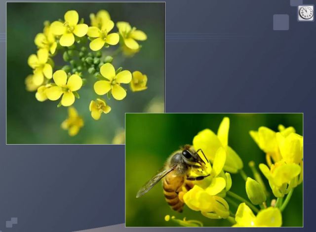 正是安徽赏花季,送你一份拍摄锦囊投身油菜花海