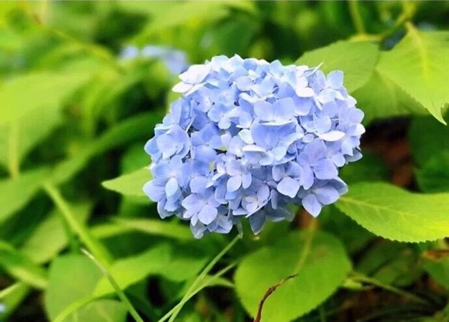 绣球公园无尽夏盛开了,你能猜出它的花期有多