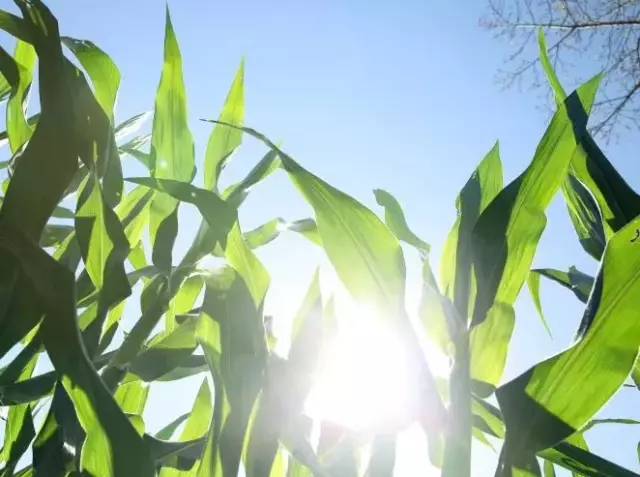 香甜软糯的有机黑糯玉米来了,好吃不胖!