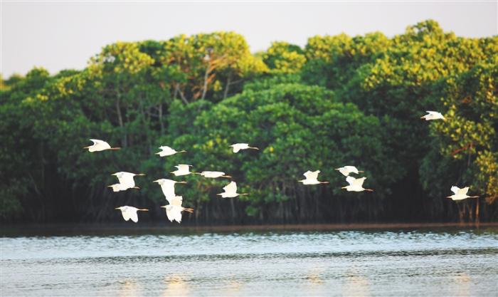 海南：“明星”候鸟曼妙身姿（最新发布）