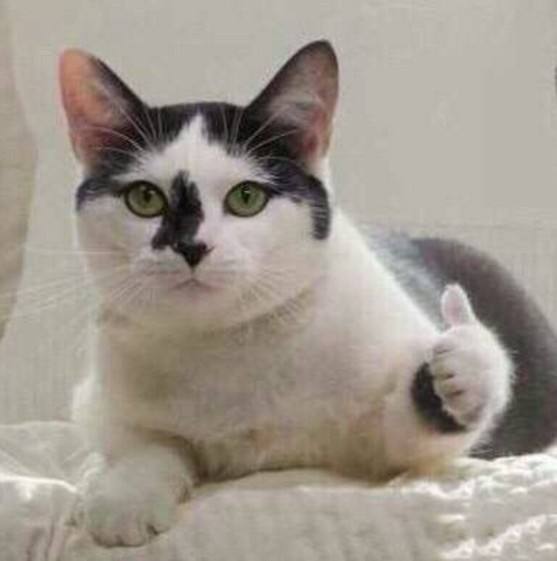 《不正经新闻》第21期:暴雪裁员,八方招聘?