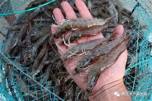 4类养殖户免征环保税,养殖场关停记得申请补偿