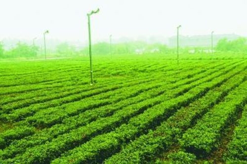 我市出台《关于推进南京农业绿色发展的实施方