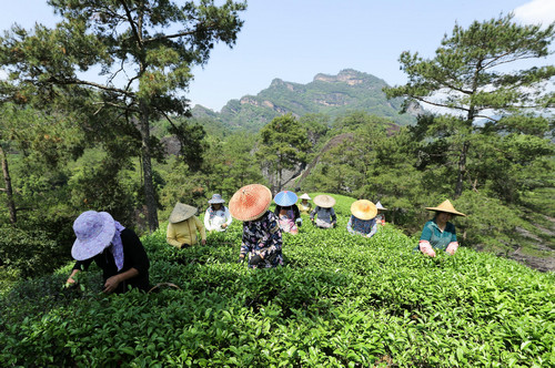 英媒:高档茶热销改变武夷茶农命运 年收入近800万