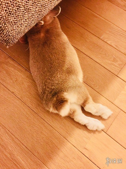 日本网友的兔子屁股摄影展!这么可爱又毛绒绒的屁股想捏吗?