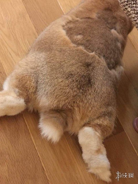 日本网友的兔子屁股摄影展!这么可爱又毛绒绒的屁股想捏吗?