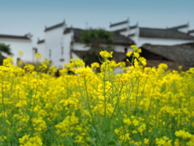 正是安徽赏花季,送你一份拍摄锦囊投身油菜花海