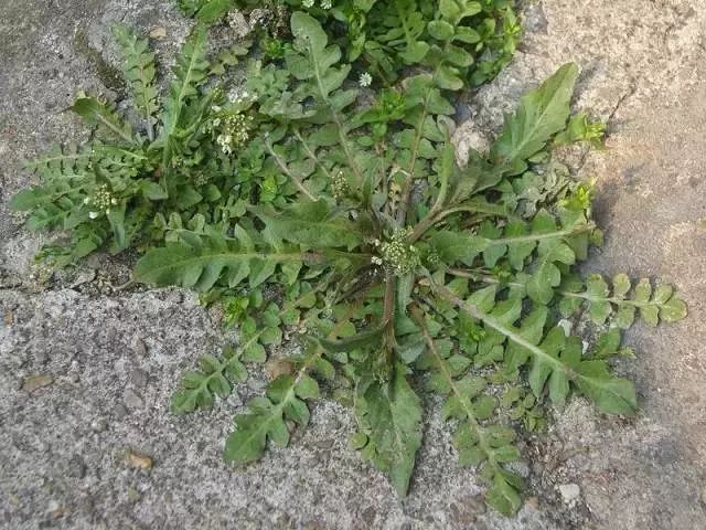 2 荠菜帮助补钙 荠菜营养丰富,其维生素c,类胡萝卜素以及各种矿物质
