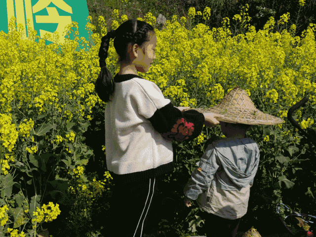 在胥岭看油菜花田,在花田里听音乐