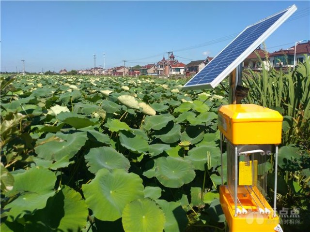 王江泾这处种的莲藕每亩节约200元成本,售价却