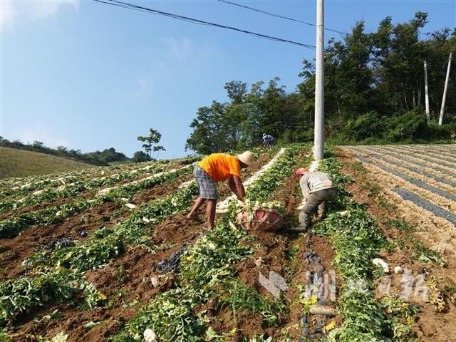 长阳火烧坪的萝卜上市了 这样装车