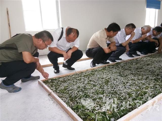 历时十年选育 鄂蚕宝宝添新成员邀您给它取中