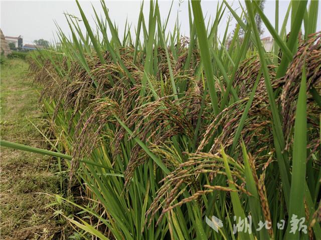 都说城里人会玩,其实咱湖北的农民朋友更会玩