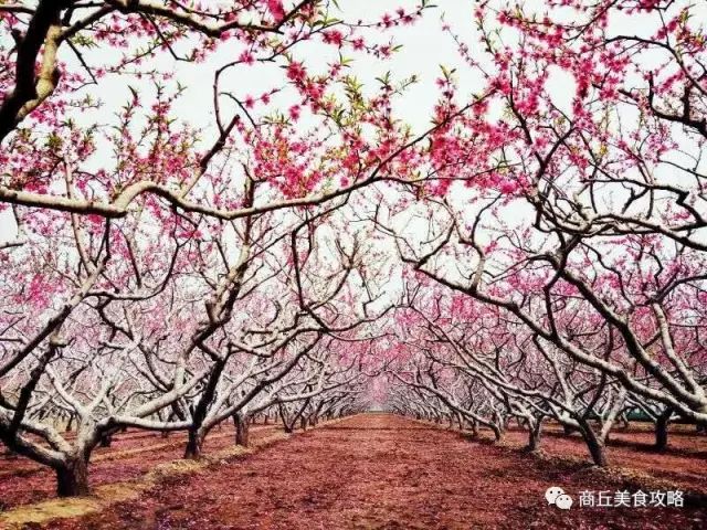 【最全档案】在全国排名再次刷新,来重新认识大美商丘!