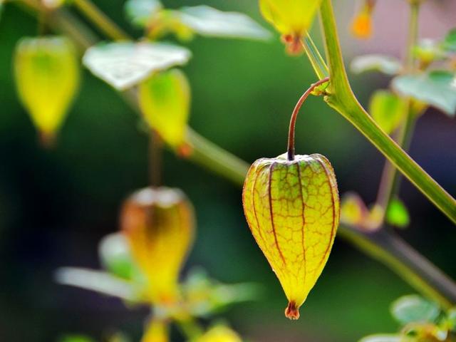 农村有种叫“灯笼果”的野果，几十元一斤，现在可以人工种植吗？