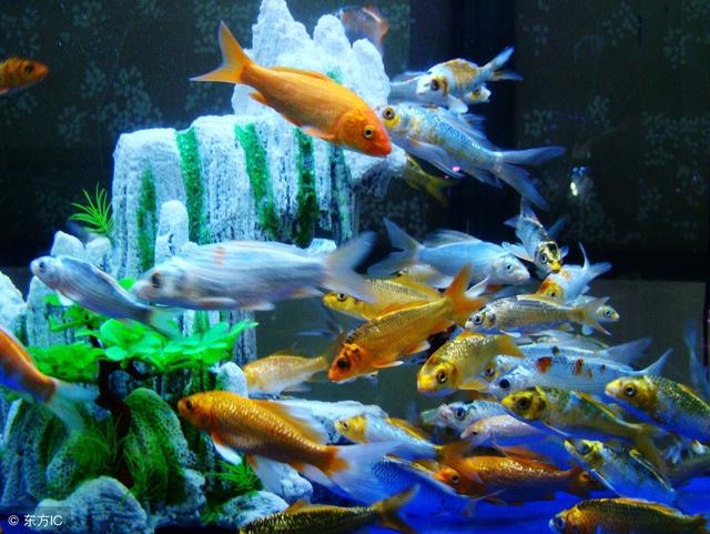 养什么赚钱?2018年水产热门养殖品种大盘点