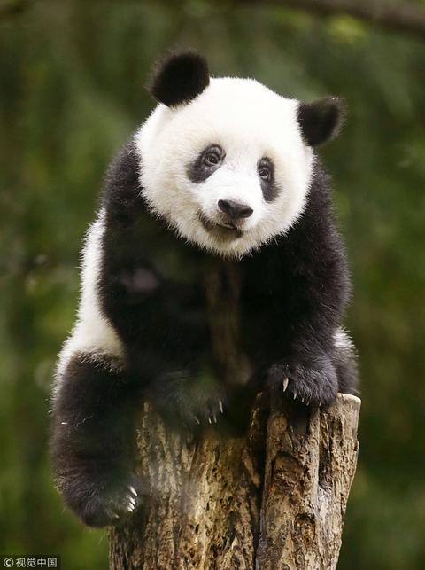 旅日大熊猫“香香”（视觉中国）