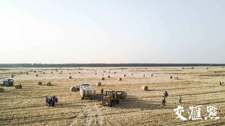 小秸秆大作用!灌南沂河淌小麦秸秆开始大规模