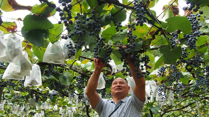 中国南方葡萄沟：从“百年老藤”到“万亩蒲海”