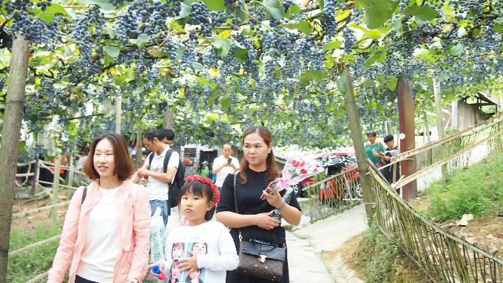 中国南方葡萄沟：从“百年老藤”到“万亩蒲海”