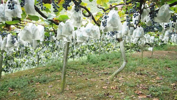 中国南方葡萄沟：从“百年老藤”到“万亩蒲海”