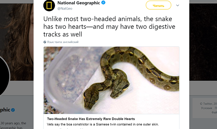 美国现罕见双头蟒蛇 还有两个心脏和两个食道(图)