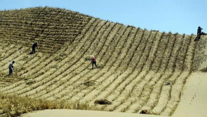 新疆科研结果表明:干旱半干旱区造林可增加土