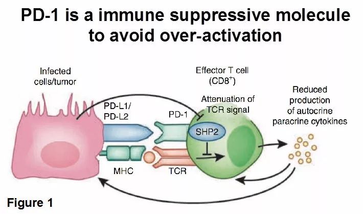小淋巴细胞瘤是非霍奇金淋巴瘤吗 aZzS-fyssmmc4470022.jpg