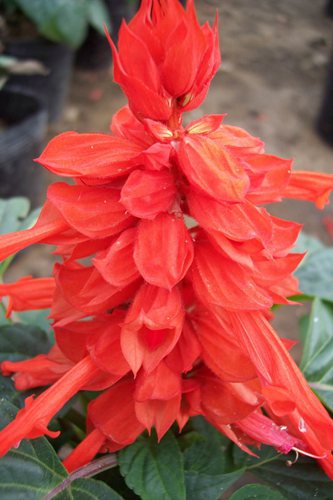 一串红基因组图谱绘制成功 未来可基因调控花