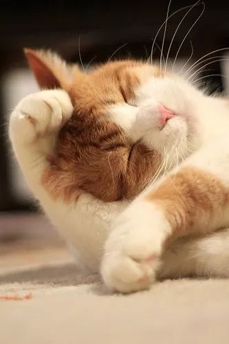 爱好日语,也爱好吸猫?吸猫日语惯用句了解一下