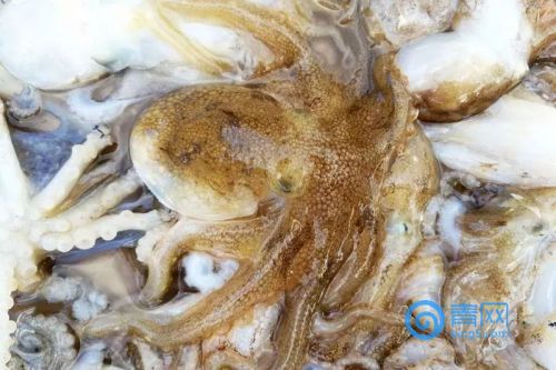 基本靠风?快手上最爆的海鲜网红是这样做的