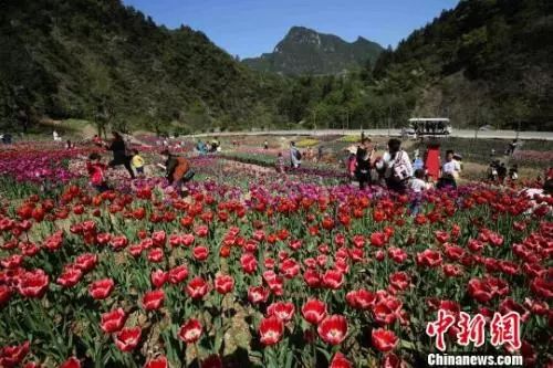 资料图:4月2日,游人在张家界老道湾景区郁金香花海赏花游玩。 吴勇兵 摄