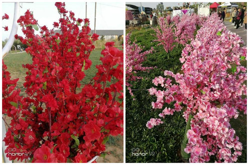 洛阳一景点被曝牡丹鲜花变塑料 回应：为效果好看