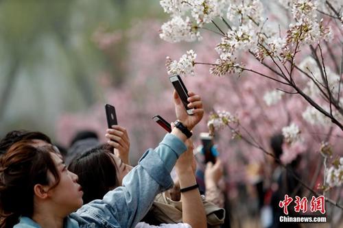 资料图：北京玉渊潭公园早樱绽放吸引游客观赏。中新社记者 杜洋 摄