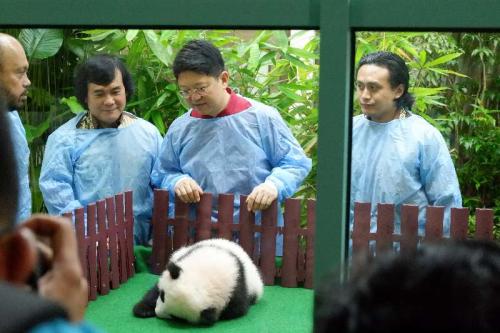 中国驻马来西亚大使出席熊猫幼崽见面会。（图片来源：中国驻马来西亚大使馆网站）