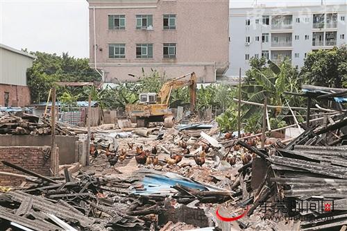 ■望牛墩依法拆除两家非法养殖场市环保局供图