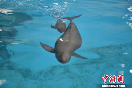 小江豚同它的母亲“福七”在水中嬉戏。中科院水生所供图