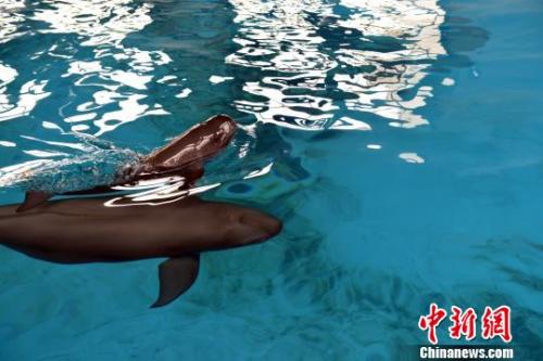 小江豚同它的母亲“福七”在水中嬉戏。中科院水生所供图