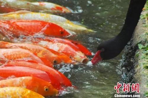 资料图:黑天鹅与锦鲤鱼朝夕相对,和睦相处。 李木生 摄