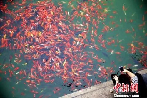 资料图:山东济南五龙潭中的锦鲤。梁犇 摄